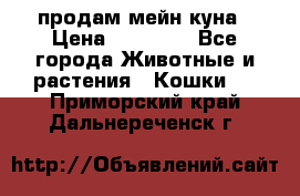 продам мейн куна › Цена ­ 15 000 - Все города Животные и растения » Кошки   . Приморский край,Дальнереченск г.